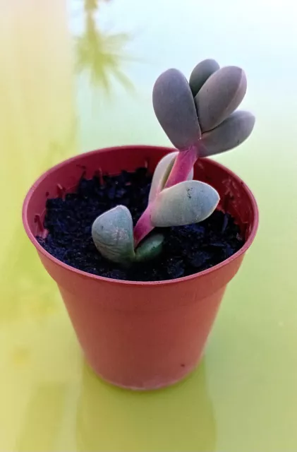 Plante grasse pot 5cm. Delosperma lehmanii