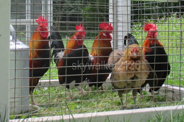 10+ Rare DUTCH Bantam chicken fertile hatching eggs Gorgeous Light Brown variety