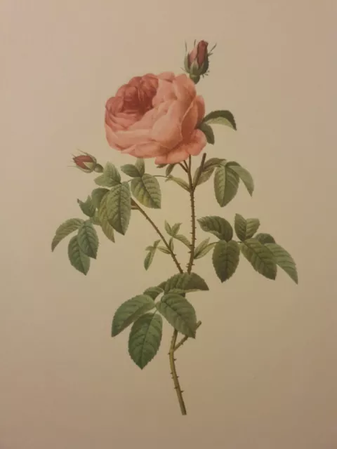 PJ Redoute Rosa Centifolia Burgundiaca Rose Botanical Flower Print Pink Wall Art