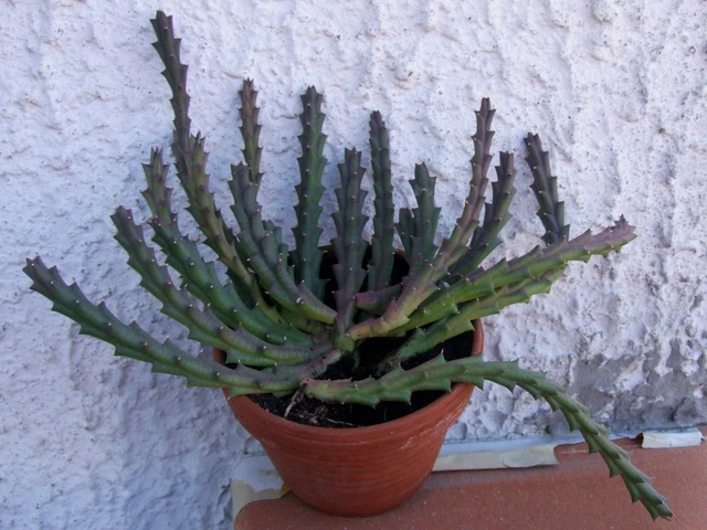 GROSSER KAKTUS / Sukkulente - Stapelia / Aasblume /Ordensstern, mind. 10  Triebe EUR 13,95 - PicClick DE