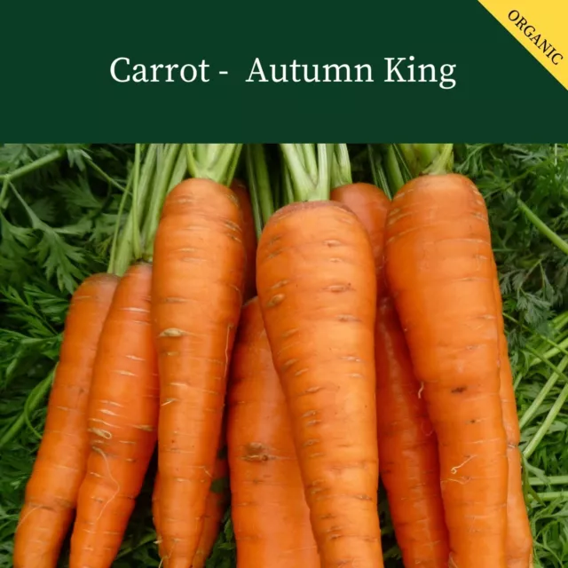 Organic Carrot  Autumn King 2  4Gm ~ 3600 Seeds