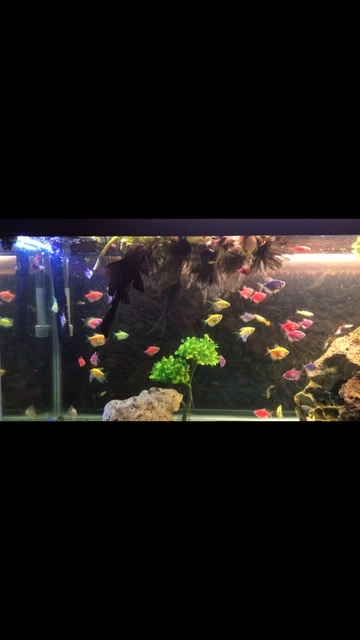 Live Common Plecostomus (Large 10" Tropical Aquarium Fish) *PLS READ DESCR*