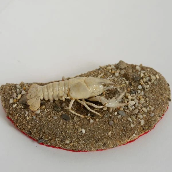 Galizische Sumpfkrebs Galizier Cangrejo Animal Preparado Krustentier