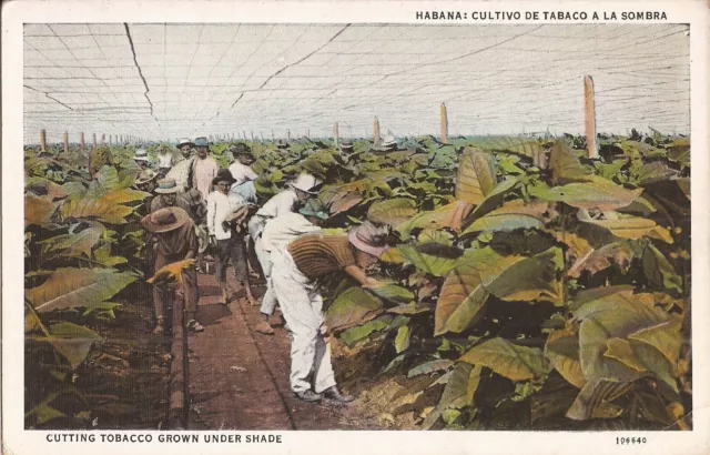 Habana / Havana - Cultivating & Cutting Tobacco Under the Cheese-Cloth Netting