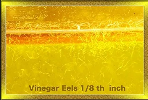Vinegar Eels 1 oz, 5 oz, or 12 oz Live Culture Free Shipping Buy 2 Get 1 Free