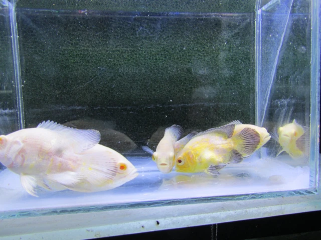  Sale Albino lemon Oscar 2 inch - 5 fish.