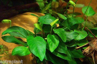 Anubias Barteri Nana Loose Rhizome APF® Live Aquarium Plants Fresh BUY2GET1FREE*