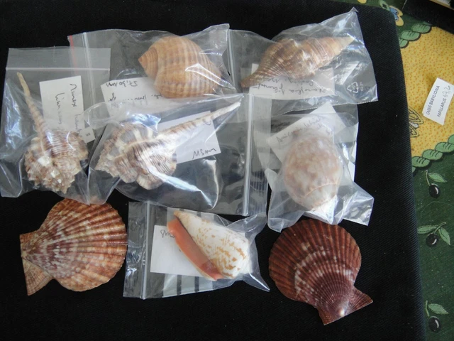 Lot Jouets De Bain Sirènes – 2 Sirènes, 1 Coquillage, 6 Pierres De Plongée – Pour Piscine, Baignoire, Apprentissage Natation – Dès 3 Ans