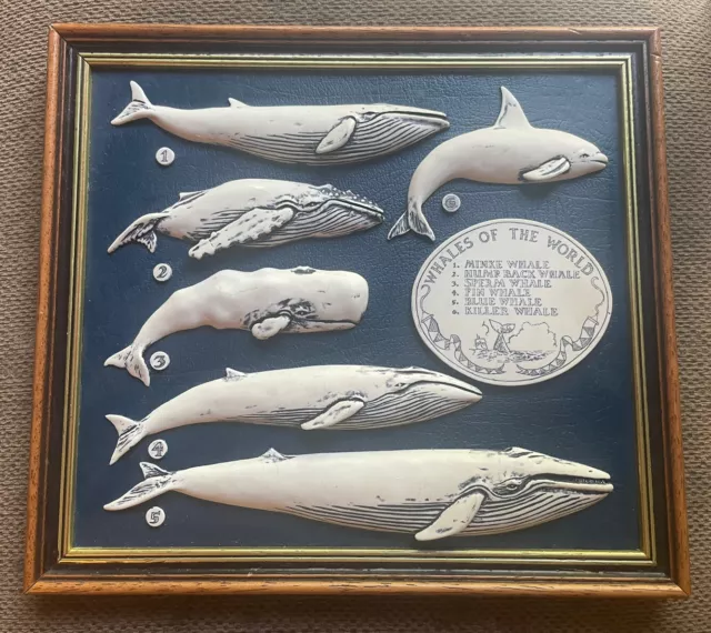 Faux Scrimshaw Whales of the World Framed Made in Great Britain