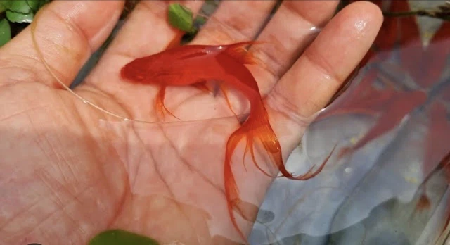 2+1- Red-Eye Red Lyretail Swordtail! Top Grade A++ Swordtail  Fish! -superRed