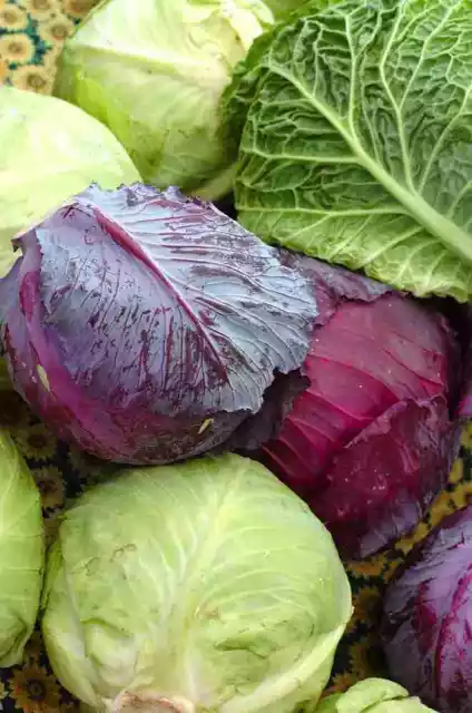 JandL Heritage heirloom Cabbage brassica seeds choice of 12 varieties no GMO