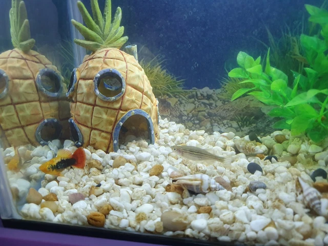 small fish tank with 2 fish