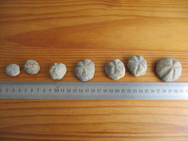 Oursin Fossile Camerogalerus Cylindricus – Spécimen Naturel 49g, Blanc, Décoration Minérale, Naturoshère