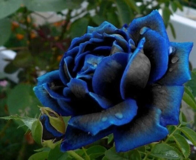 10 X Rare Midnight Blue Rose Seeds Garden Plant Flower Quality Seedling UK