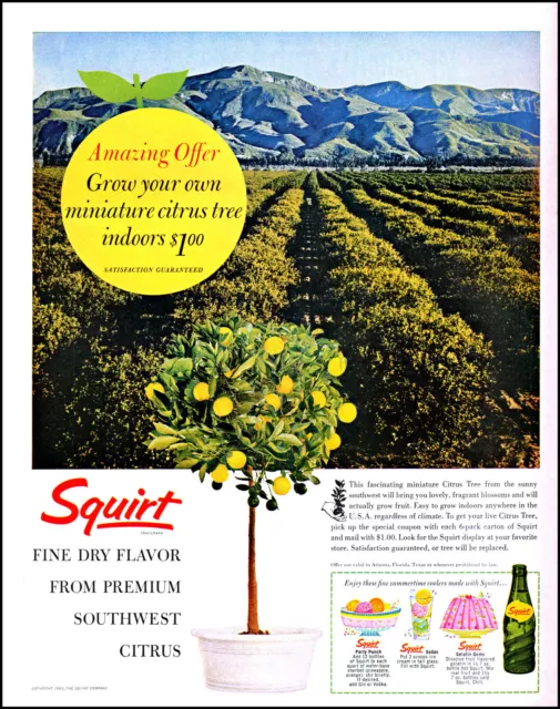 1963 Squirt Soda cola miniature citrus tree offer retro photo print ad L57