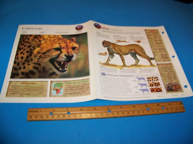 Cheetah Photo / Information Page Wildlife Explorer 1998