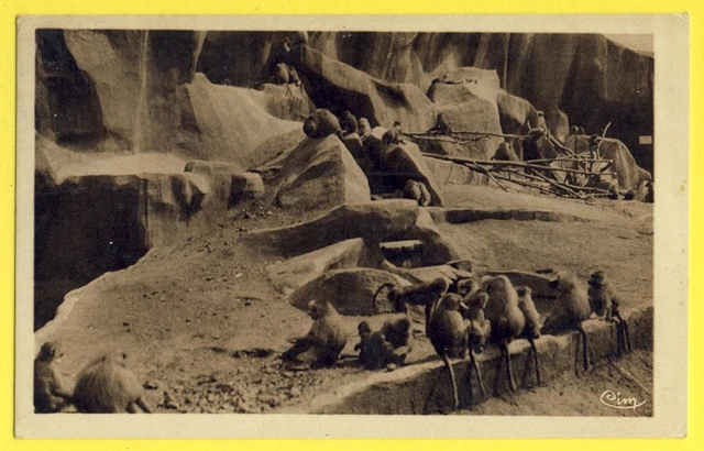 cpa PARIS Zoological Park of the WOOD of VINCENNES Le ROCHER des HAMADRYAS Monkeys