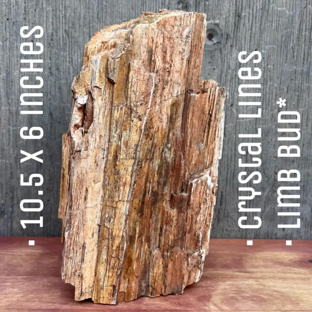 9.4 LB UTAH Raw Rough PETRIFIED FOSSIL WOOD Log 10.5” CRYSTALS, LIMB BUD, RINGS