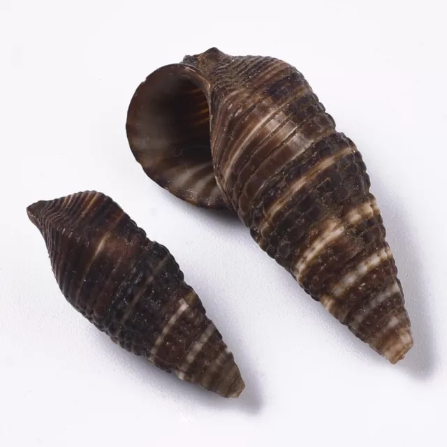 Spiral Beach Shells Turritella Seashell Wedding Craft Aquarium 23-33mm 20g Brown 3