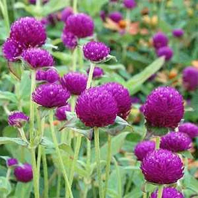 Gomphrena- Purple- 50 Seeds - - BOGO 50% off SALE