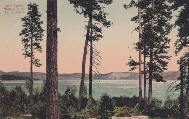View of Lake Tahoe Through Pines California CA Postcard D54