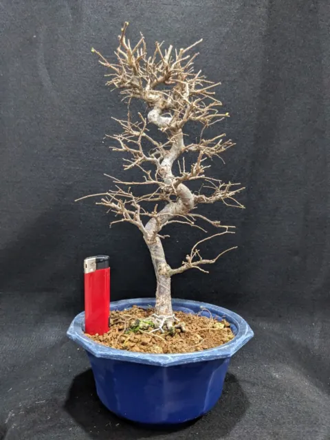 Zelkova (Japanese Elm) Bonsai Tree In 18cm Pot (05)