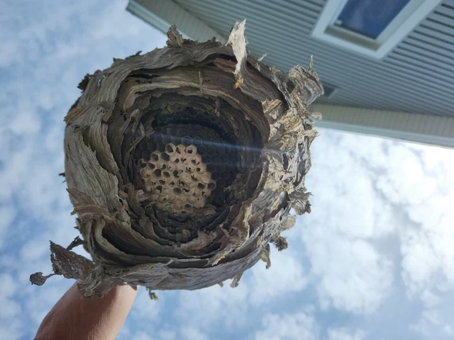 LARGE  Hornet Nest 13 x 10 Wasp Bee Nest Nature Decoration Taxidermy