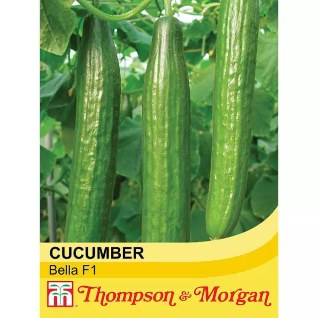 T&M Courgette Cucumber Vegetable Seeds Garden Plants 3 Options 4-12 Seed Packets