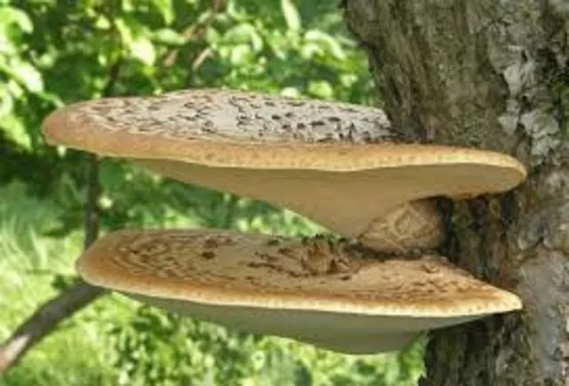 CHAMPIGNON squameux polypore mycélium 10 000 + graines fraîches spores 9,9 $