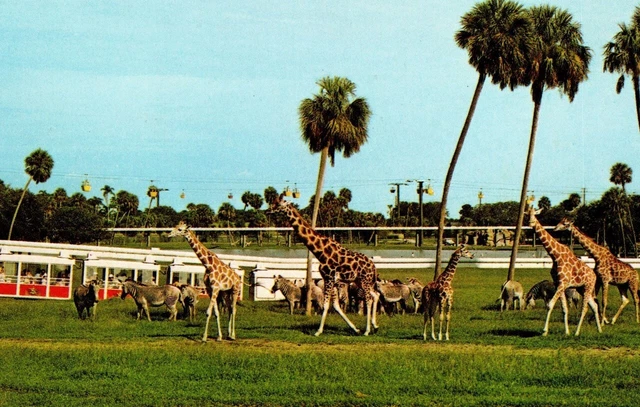TAMPA FL BUSCH Gardens The Dark Continent Serengeti Plain Giraffe Zebra