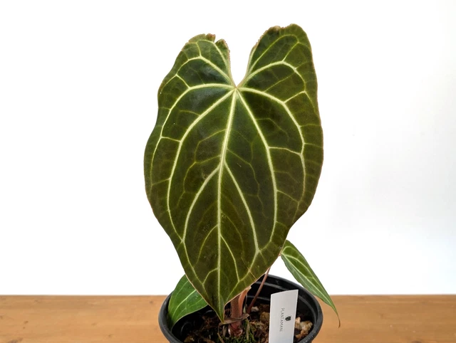 ANTHURIUM CRYSTALLINUM X Besseae 'Crystal Sky' $70.00 - PicClick