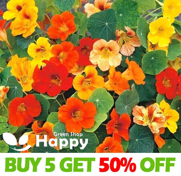 Nasturtium Dwarf Honolulu Top Flowering - 15 Seeds - Flaming Colors Flowers