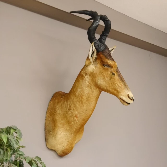 Hartebeest Cabeza Preparado Hle 57CM Búfalo Principal Vaca Antílope África H