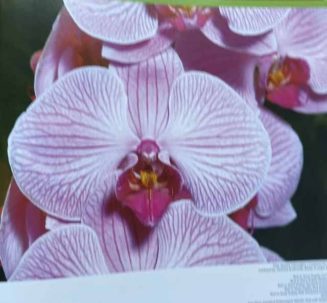 19th World Orchid Conference Book 2008 Folio 8
