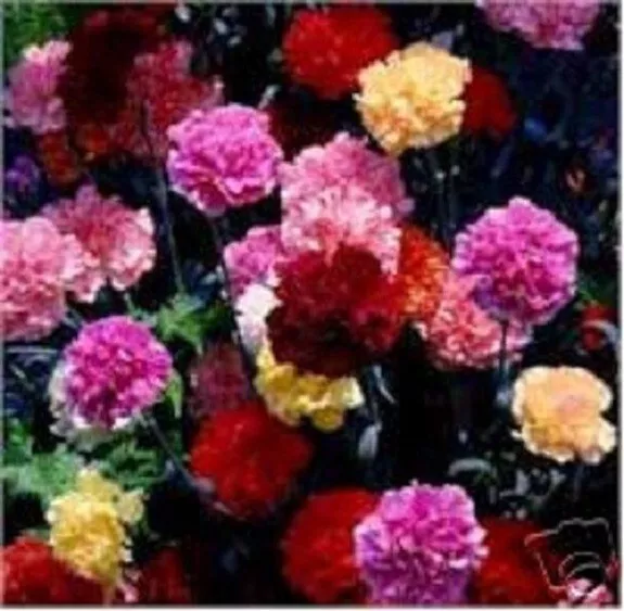 50+ Multi-Color Mix Carnation / Perennial / Flower Seeds.