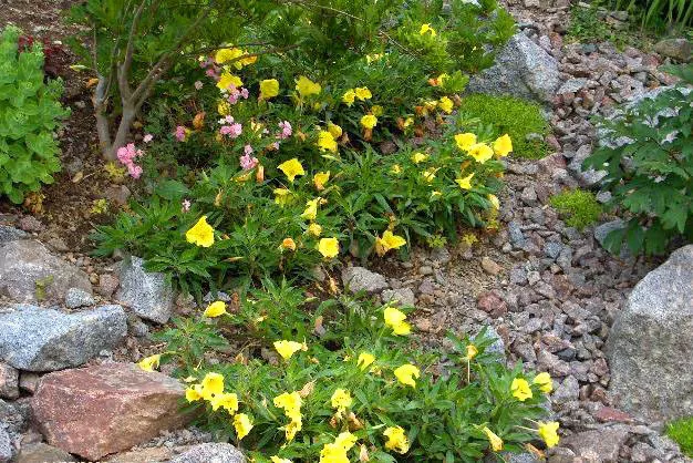 DWARF EVENING PRIMROSE YELLOW - 50 seeds - Rockery - Oenothera missouriensis 3