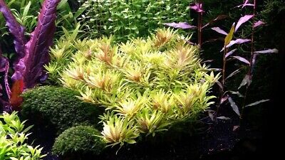 3 Stems Aromatica Mini live aquarium plants beautiful!!! FREE S/H Rare!!