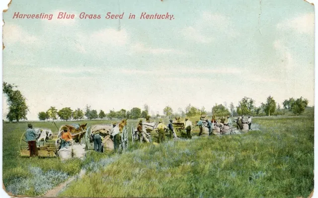 Vintage Black Americana Postcard Harvesting Blue Grass Seed In Kentucky