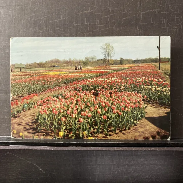 Van Bragt Tulip Farm Holland Michigan MI 1958 posted Vintage Chrome Postcard
