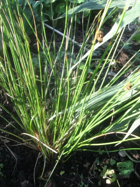 Herb Lemon Grass - Cymbopogon Flexuosus -  100 Seeds