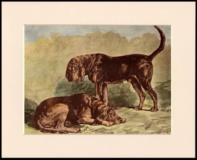 Bloodhound Two Dogs Lovely Dog Print Mounted Ready To Frame