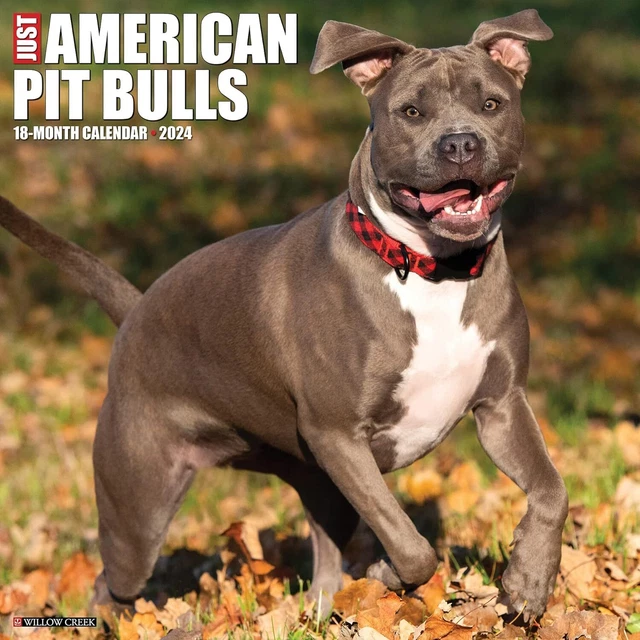Solo Americana Fossa Bull Terrier - 2024 Calendario da Parete - Nuovo - 32084