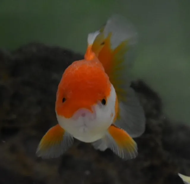 Live Oranda Fancy Goldfish (3.5" Freshwater Aquarium Fish) *PLS READ DESCR*