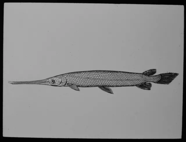 Magic Lantern Rutsche LEPIDPTUS OSSEUS C1910 ILLUSTRATION USA LONGNOSE GAR FISH