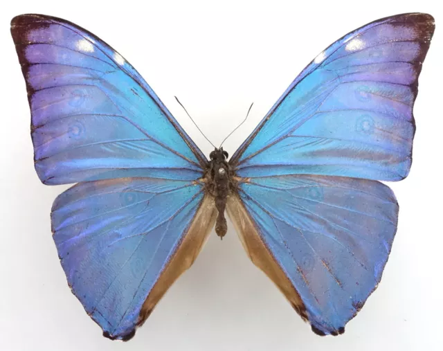 Morpho Marcus Male From Rio Maroni, French Guiana