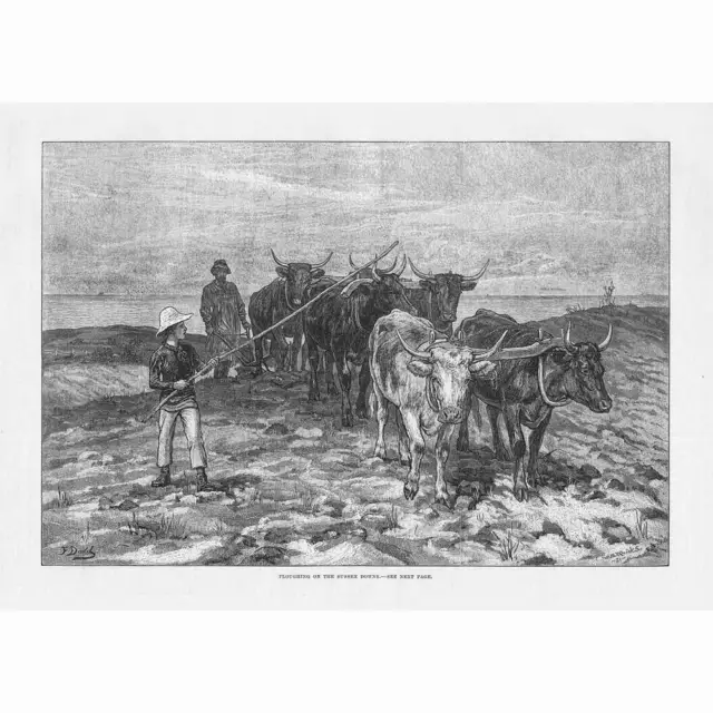 FARMING Ploughing on the Sussex Downs by Oxen - Antique Print 1881