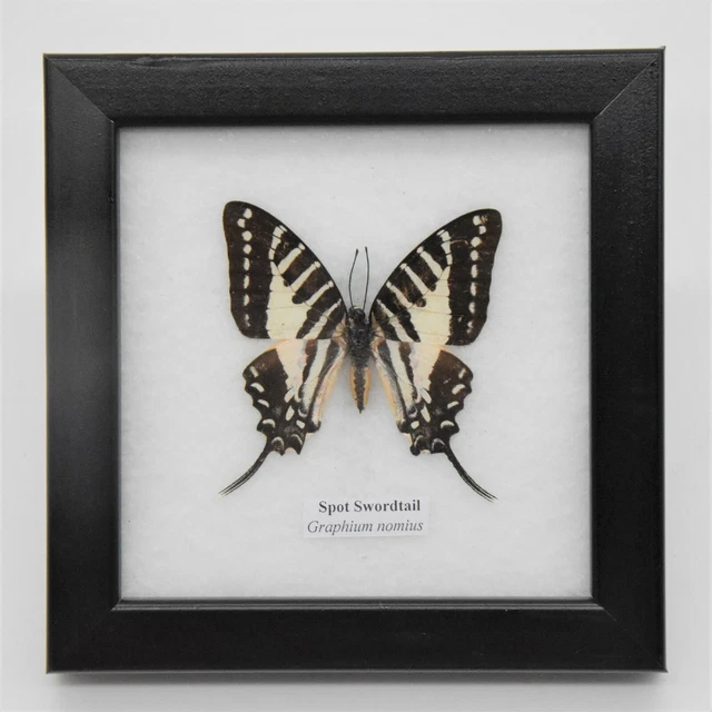 Spot Swordtail Taxidermy Insect in Frame Beautiful Entomology Gift Collectible