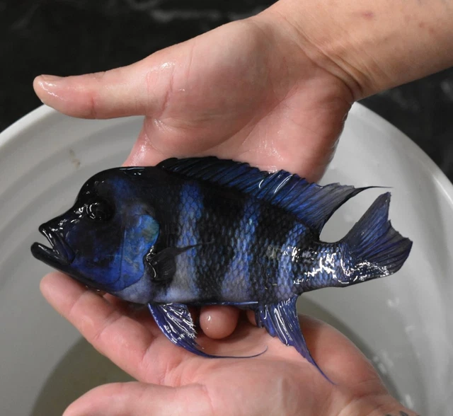 Live 6-7" Blue Zaire Full Mask Frontosa Large Aquarium Fish *PLS READ DESCR* 5
