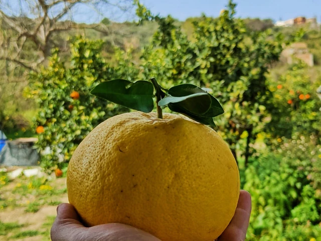 Pompelmi Gialli Siciliane 15 kg Naturali E Fresche da spremuta Buccia Edibile 🍋