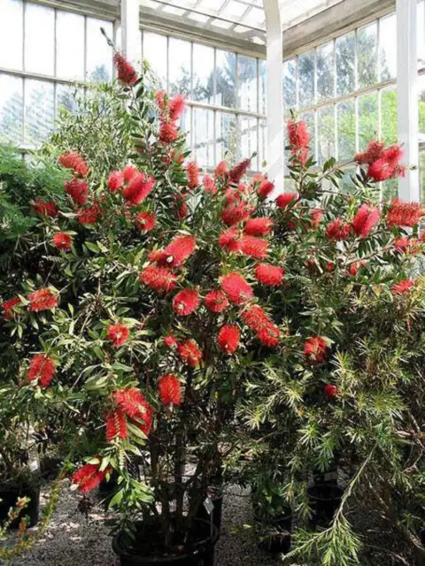 40 CRIMSON BOTTLEBRUSH Callistemon Citrinus Flowering Shrub Small Tree Seeds